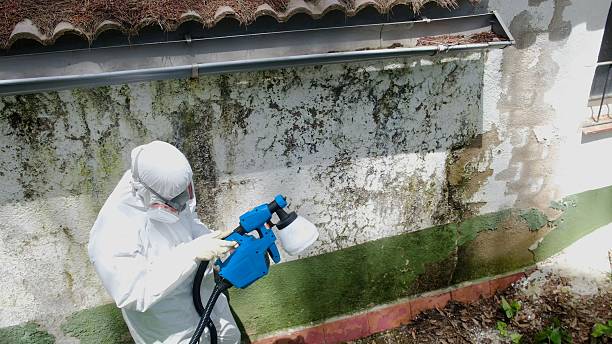 Trusted Basement Mold Remediation service in Hillsboro, TX - Cheap Mold Removal